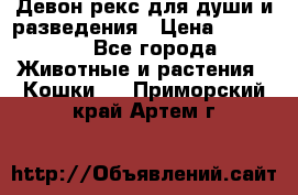 Девон рекс для души и разведения › Цена ­ 20 000 - Все города Животные и растения » Кошки   . Приморский край,Артем г.